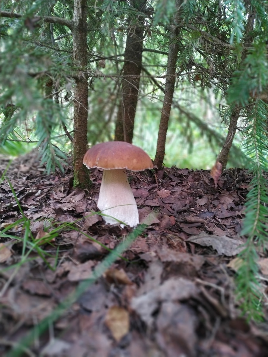 Автор фото - Дмитрий К. "8 августа, 