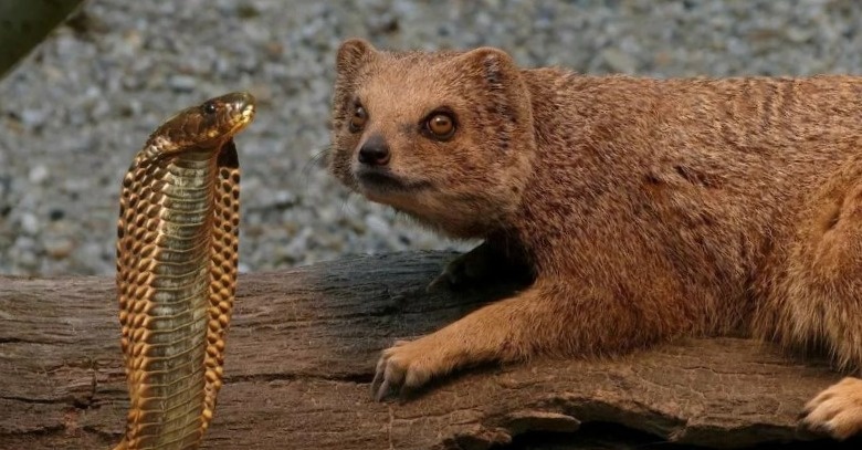 Медведь на минималках.