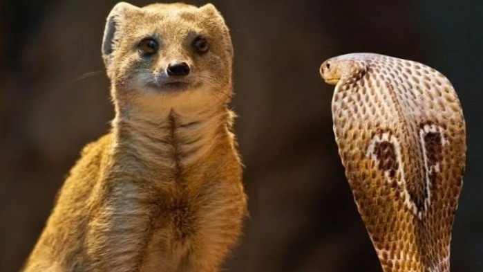 легендарные гляделки,