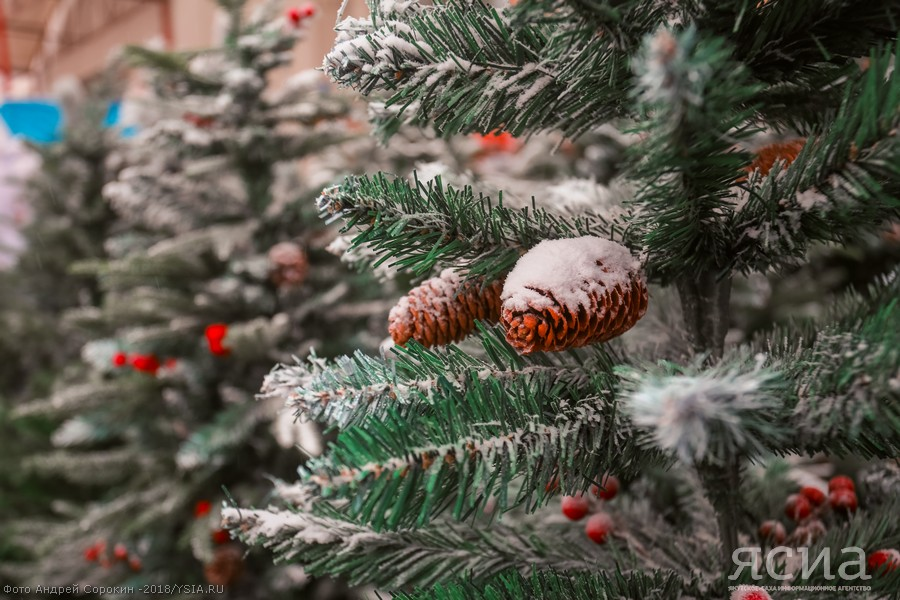 Фото: Андрей Сорокин, ЯСИА