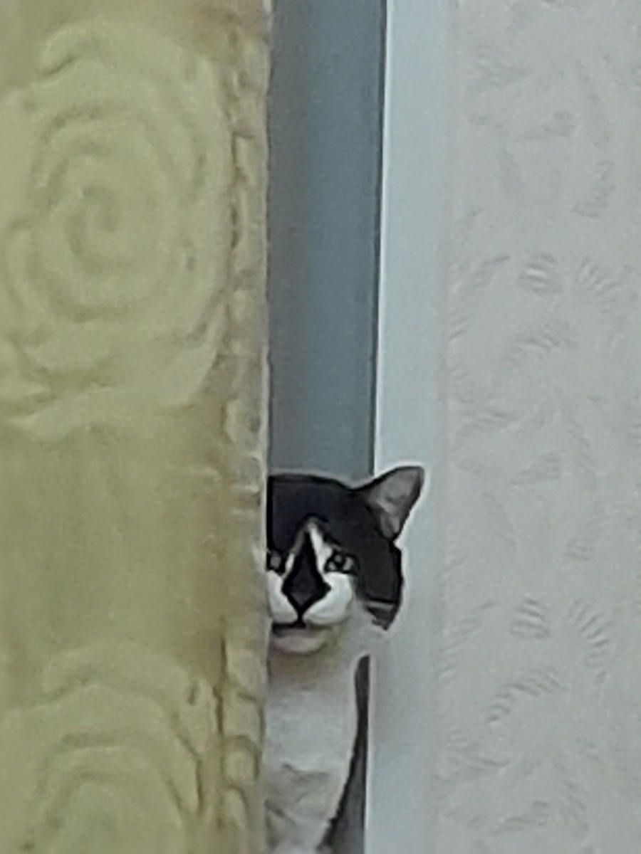 Фото автора.  Испуганный Митя)