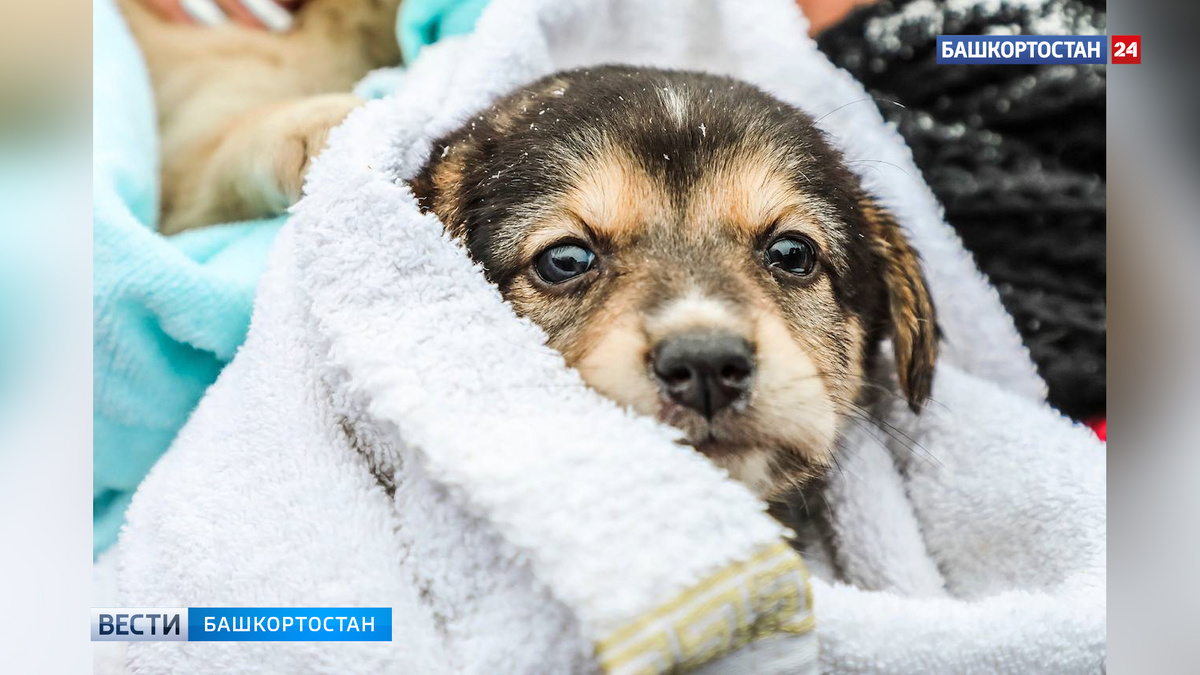    В парке Лесоводов в Уфе прошла благотворительная акция «Ищу человека»