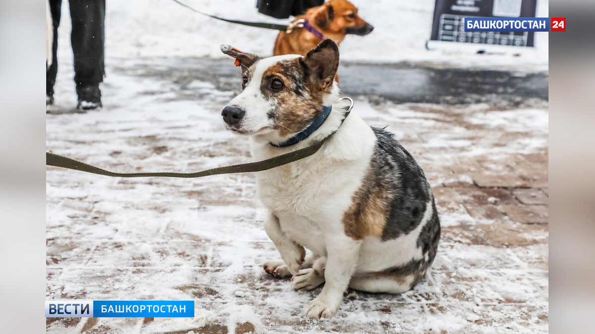    В парке Лесоводов в Уфе прошла благотворительная акция «Ищу человека»