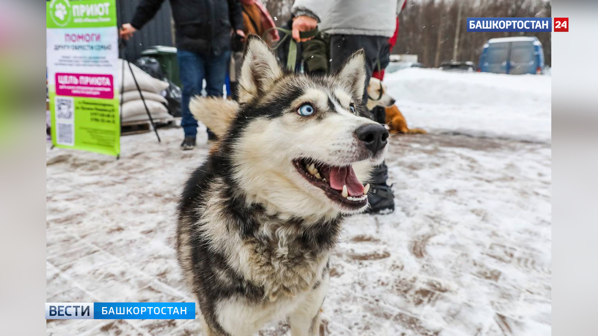    В парке Лесоводов в Уфе прошла благотворительная акция «Ищу человека»