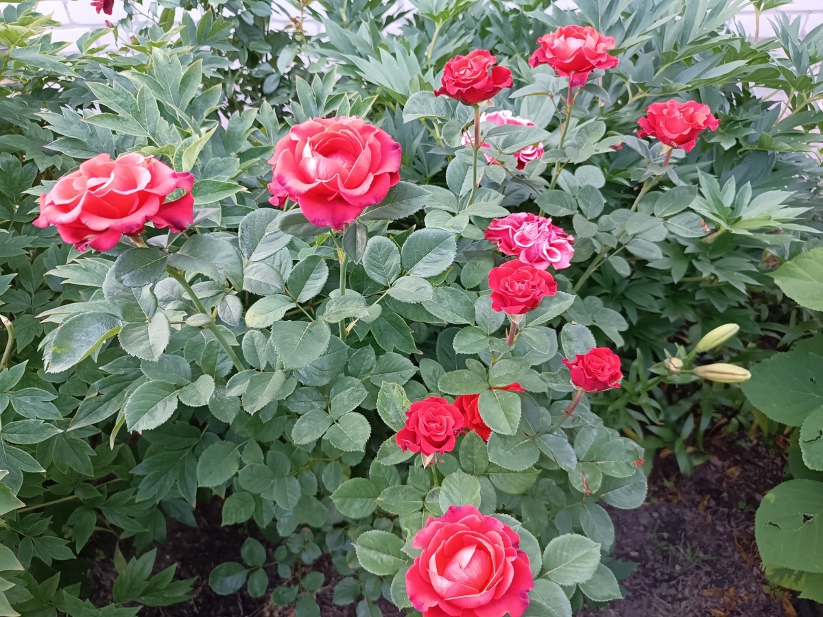 фото Светланы