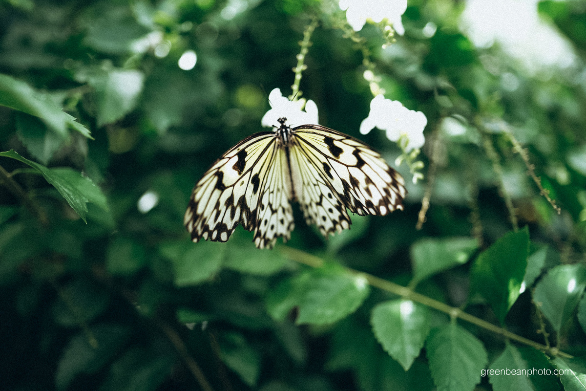 Мои крылья – это моя семья, а какие крылья у вас? 