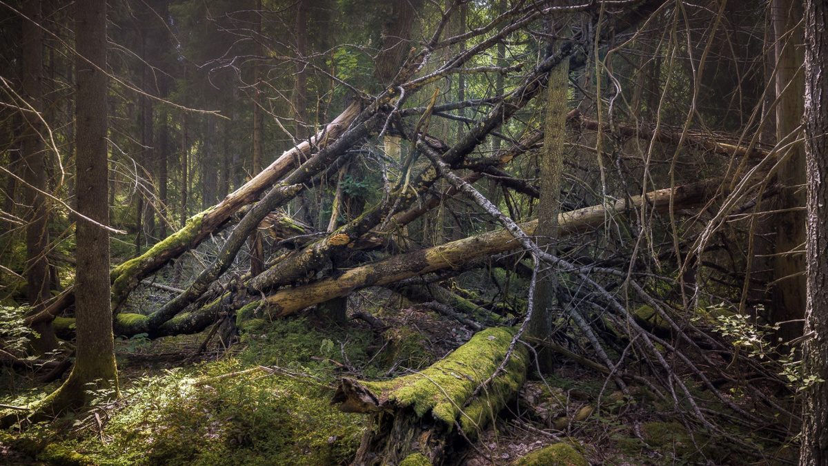 Яндекс.Картинки