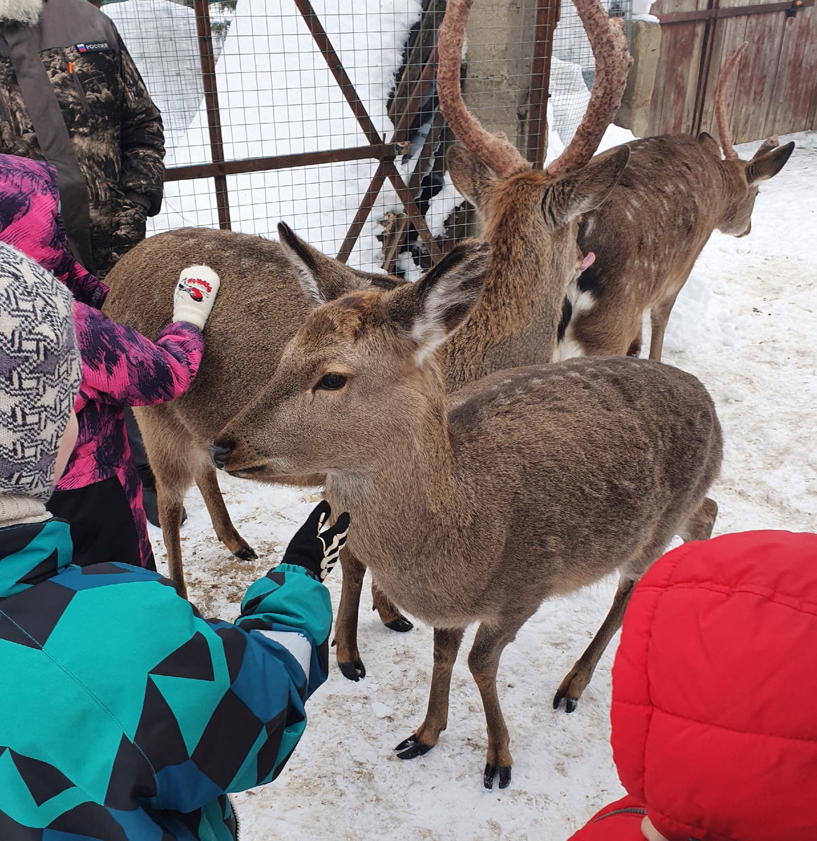 А погладить?