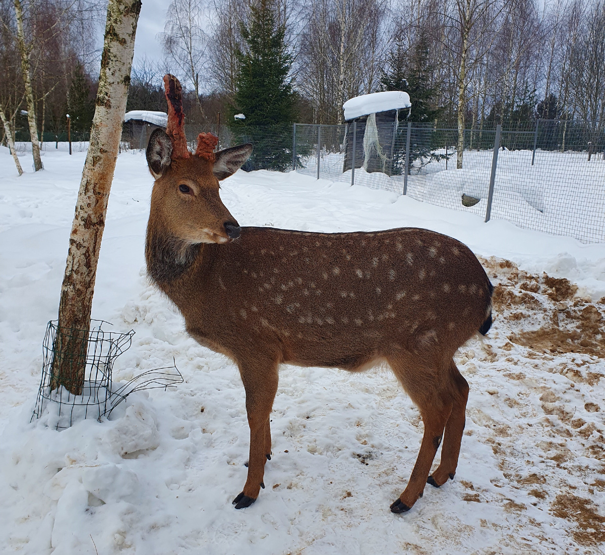 Пятнистый олень.
