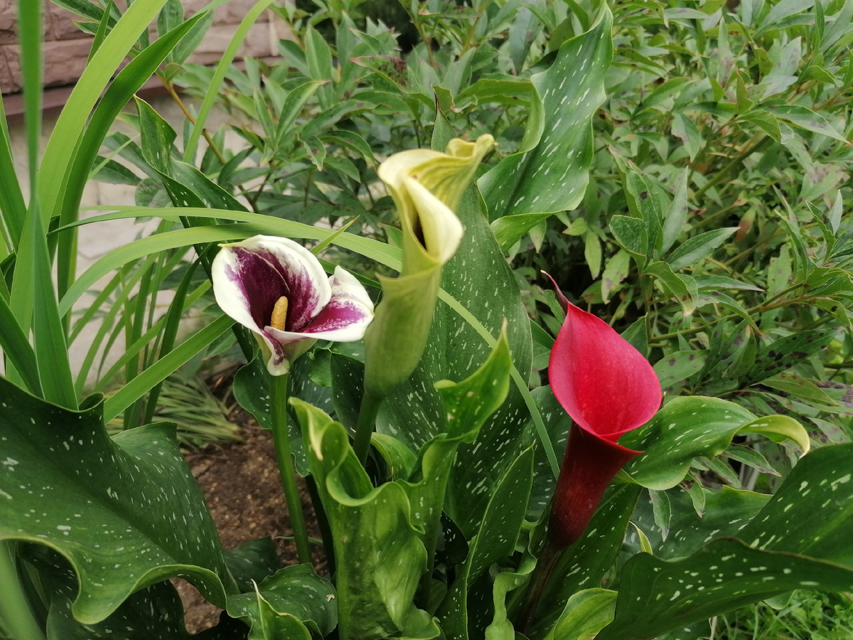 Каллы в нашем саду на даче. Фото автора @Маша Генералова