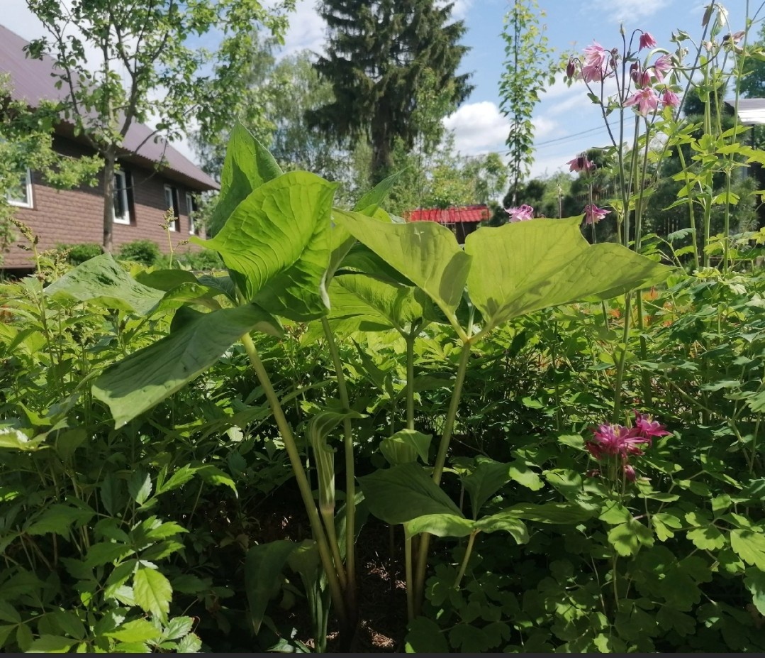 Аризема (Arisaema) в нашем саду на даче выше высокой Астильбы. Фото автора @Маша Генералова 