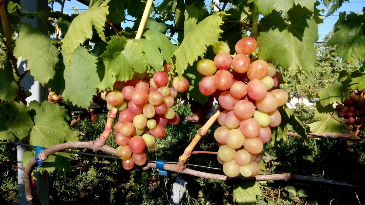 Грозди винограда Тасон. Ранний сорт винограда с одним из лучших вкусов - мускат с тонами черной смородины  