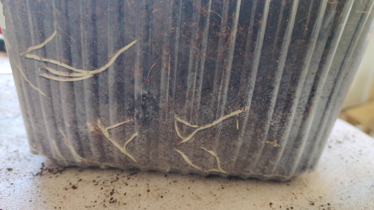 Проращивание корней на черенках винограда по методу КВЕБЕК  