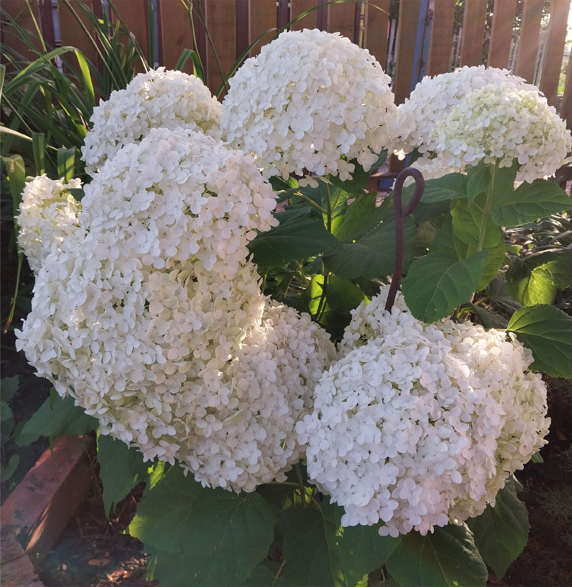 Моя красотка. Лето 2024 г.