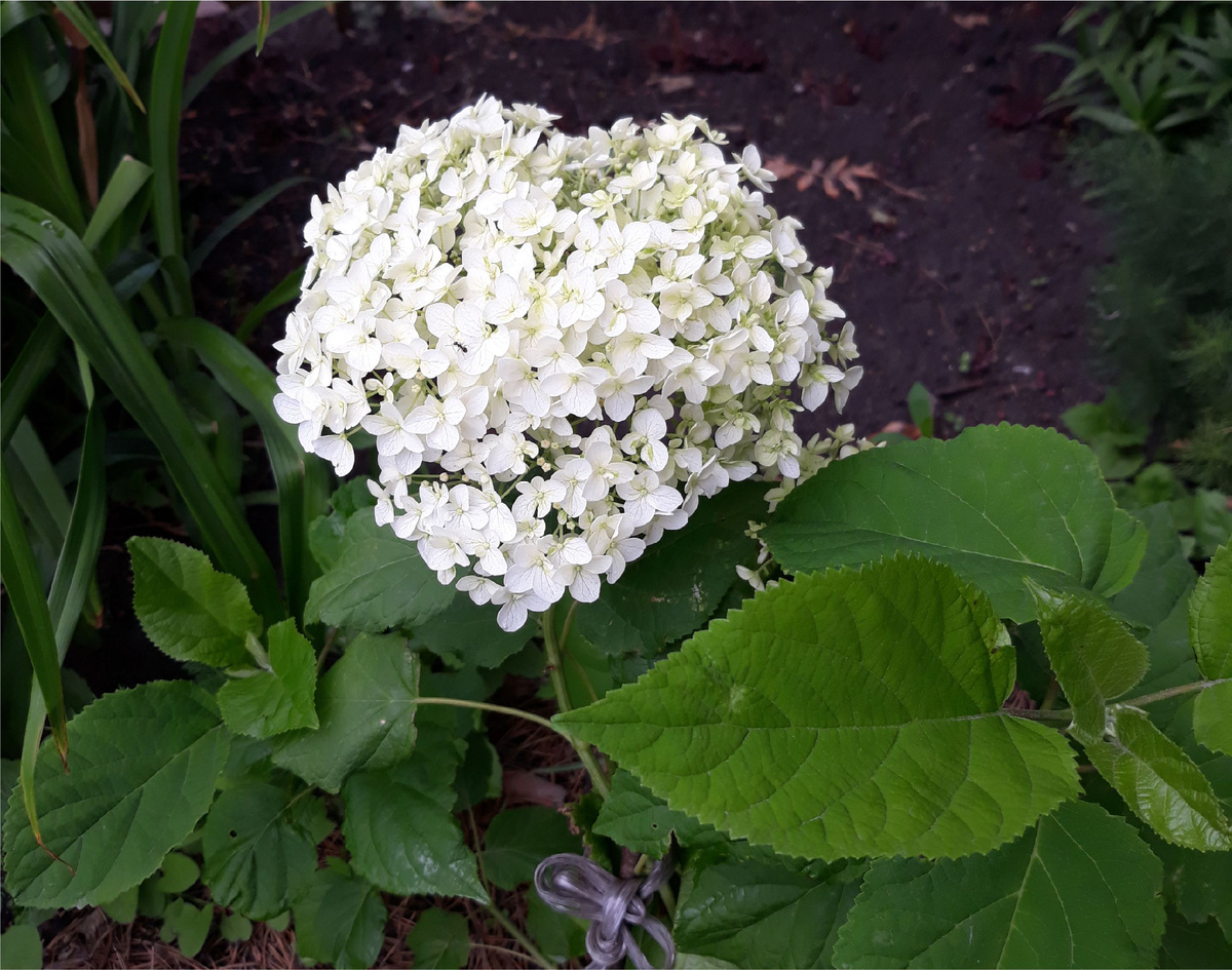 Малышка Анабель (или не Анабель, не знаю, но предполагаю). 