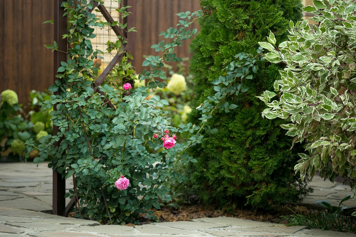 Автор Елена Якимова / Greenfingers