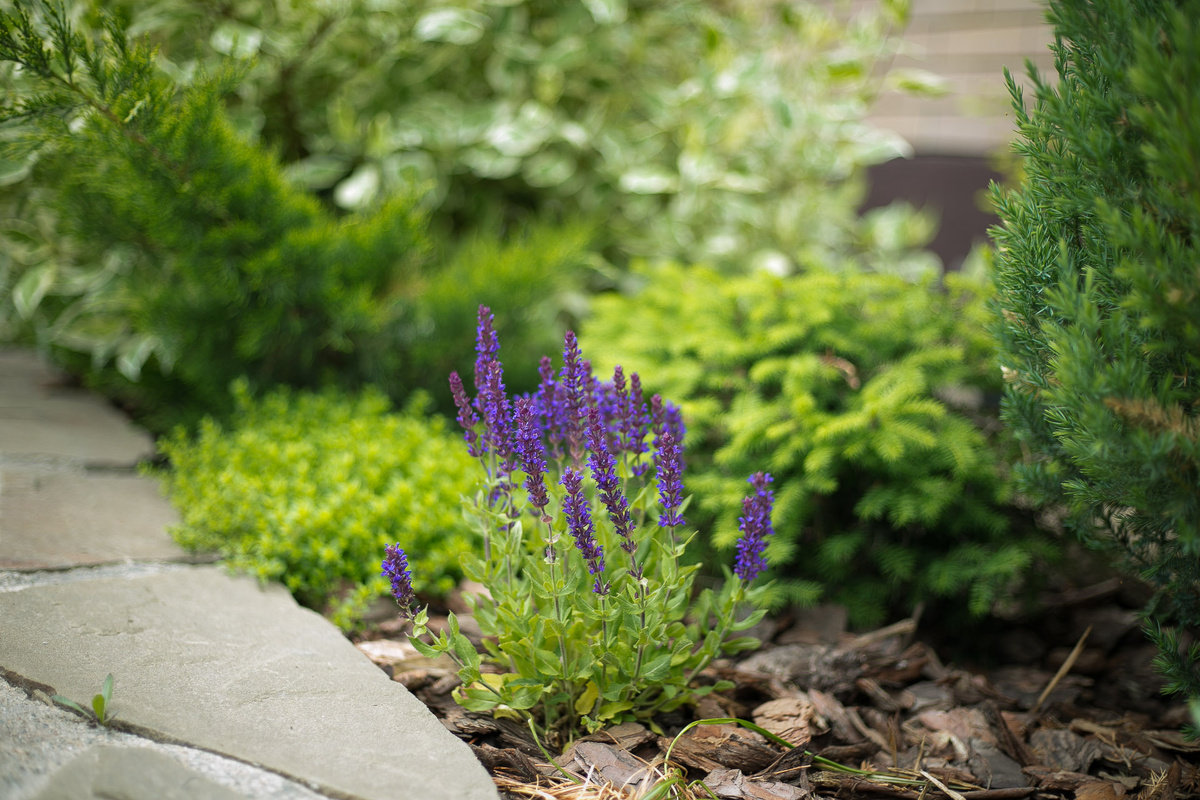 Автор Елена Якимова / Greenfingers
