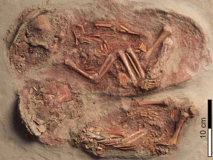 Двойное детское захоронение, раскопанное на памятнике Кремс-Вахтберг. Источник: Natural History Museum Vienna; Maria Teschler-Nicola et al. / Communications Biology, 2020