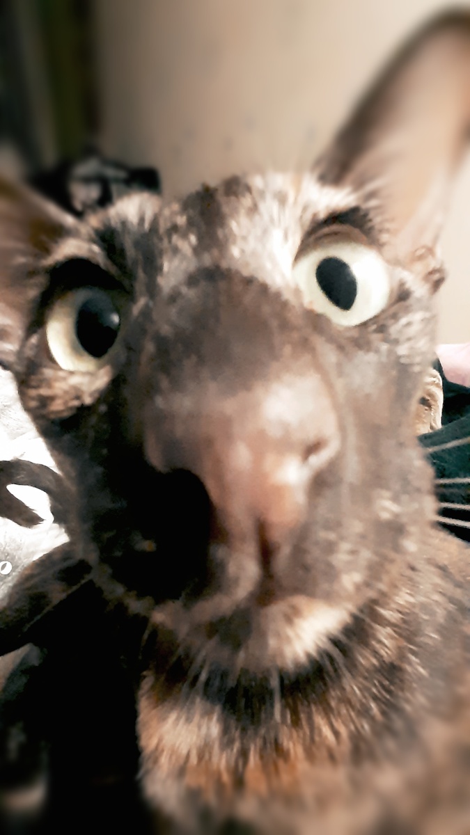 От тебя сейчас впервые услышала про какие-то орехи, мамуль! 