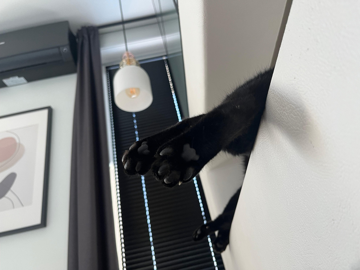 Любимые лапки