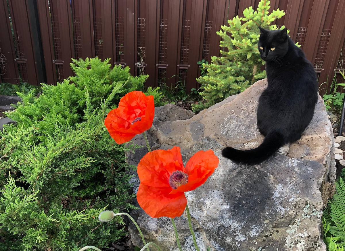 Охраняет наш сад