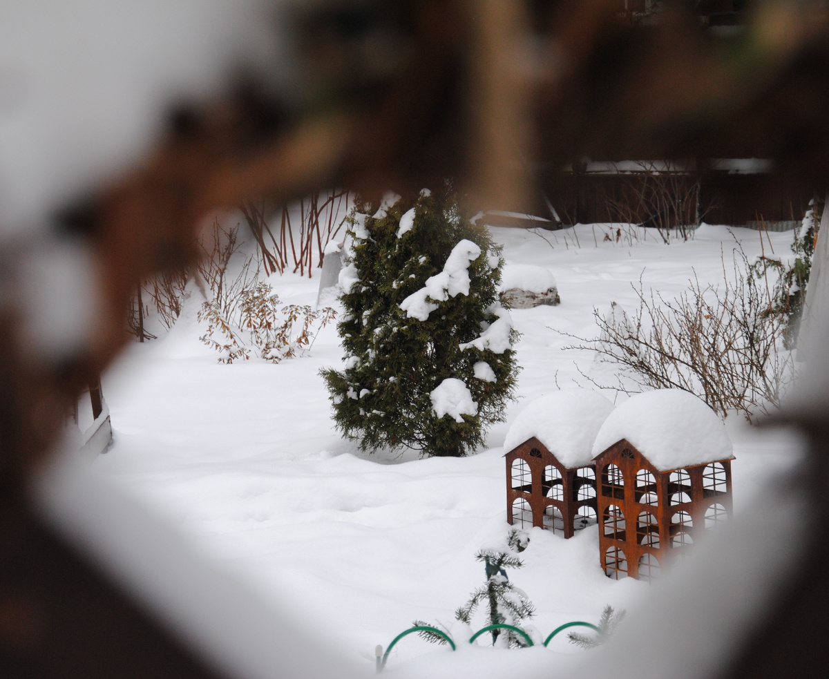 Мой сад зимой 2024\2025