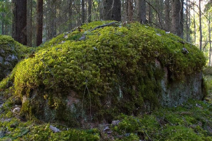 фото из интернета