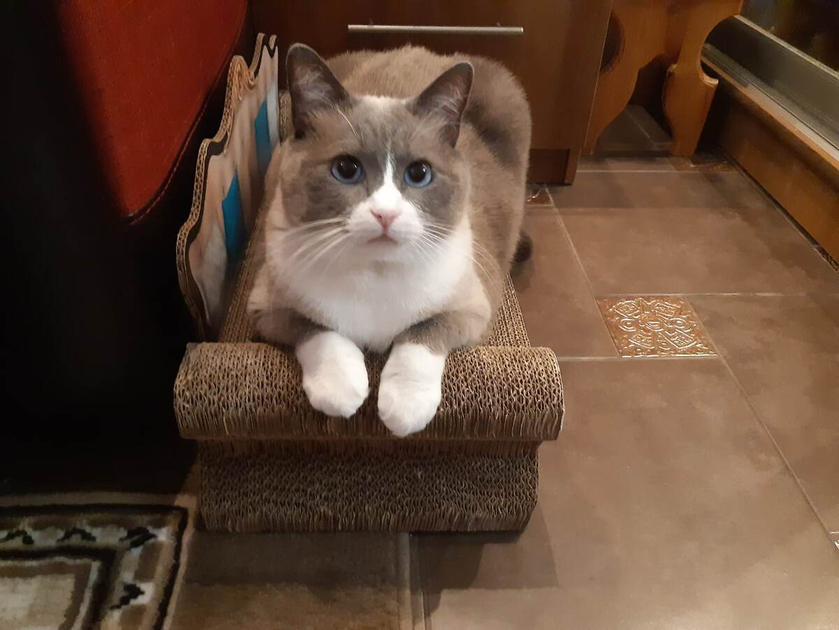 Наш единственный и неповторимый котик Мотя. Все фотографии автора.