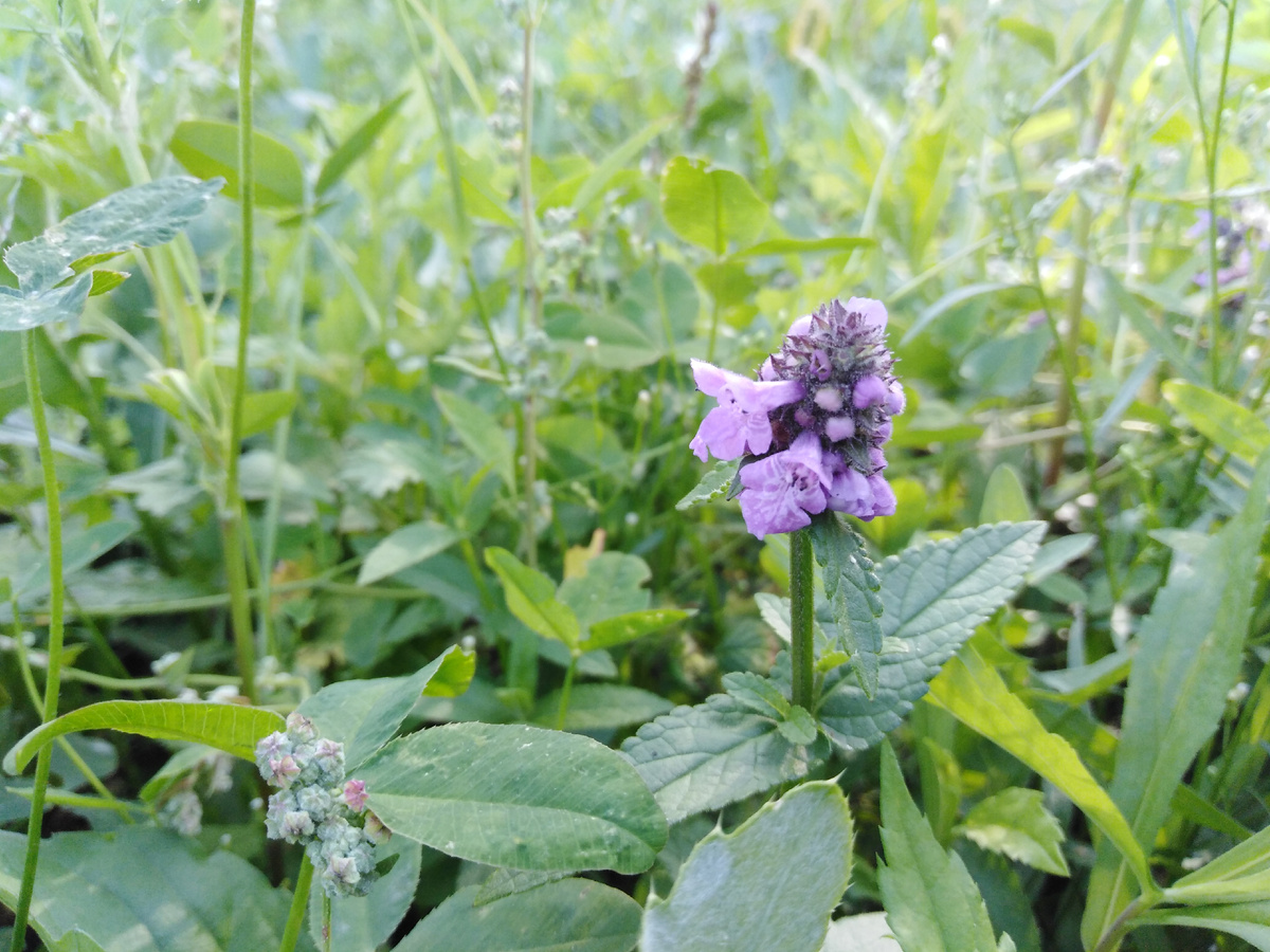 Чистец или буквица?