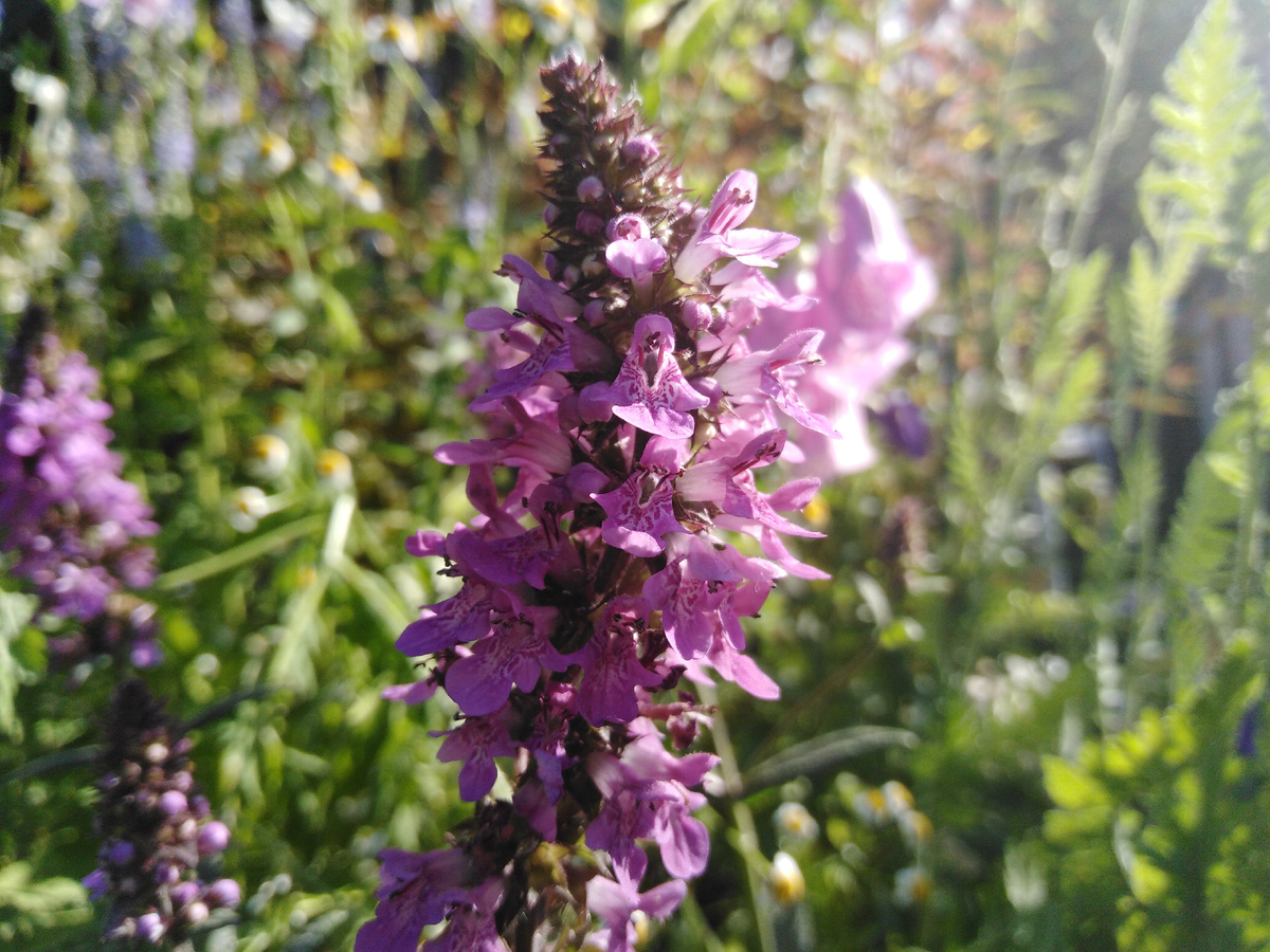 Буквица лекарственная