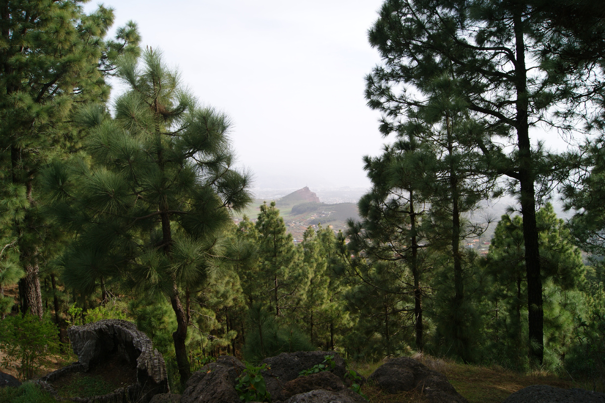 Хвойные леса северной части острова.