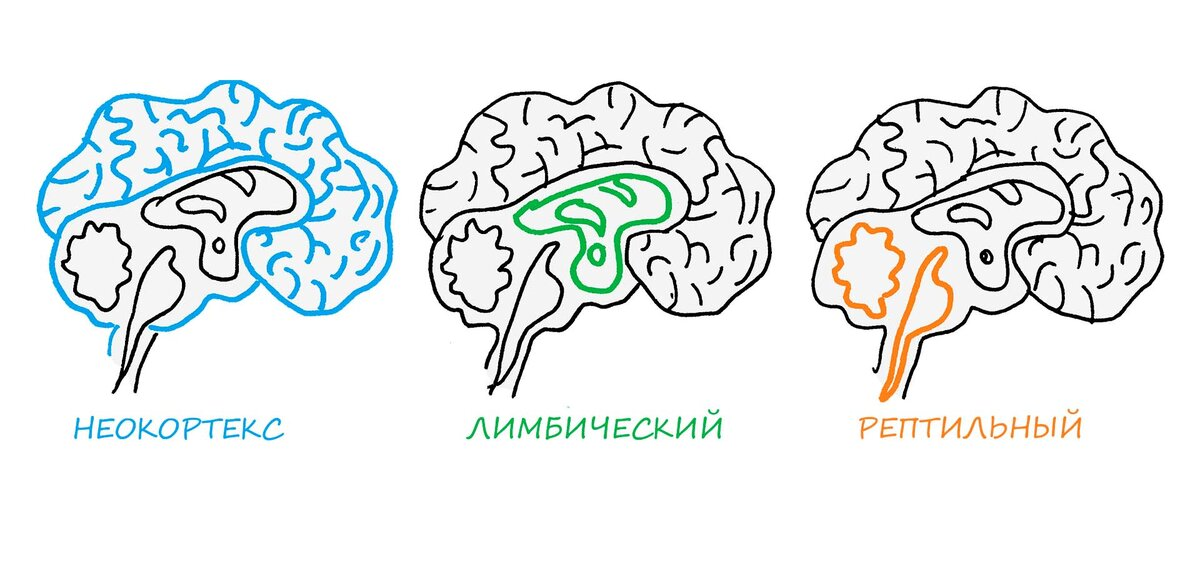 Самый "древний" мозг, рептильный, появился первым, когда человек был максимально примитивным, и отвечает за инстинкты. Лимбический мозг связывали с появлением у человека эмоций, а неокортекс был ответсвенным за обдумывание.