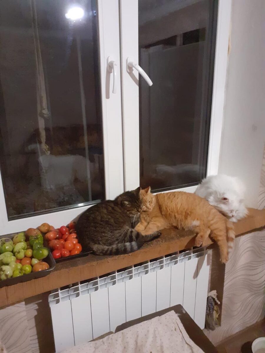 Котики, которые живут дома у Лидии Евгеньевны.Слева направо: Пипа, Мила, Райс