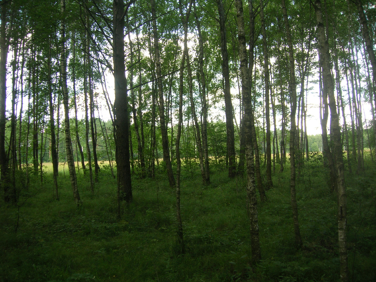 Здесь сейчас наш поселок.