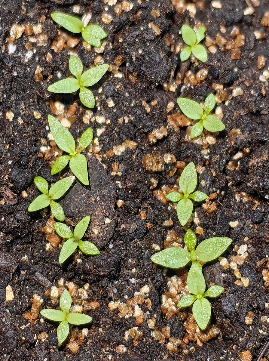 Мои эустомы, месяц от посева