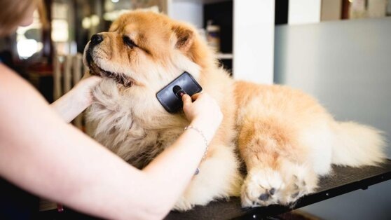    Владельцев кошек и собак предупредили о главных ошибках в домашнем груминге Роман Захаров