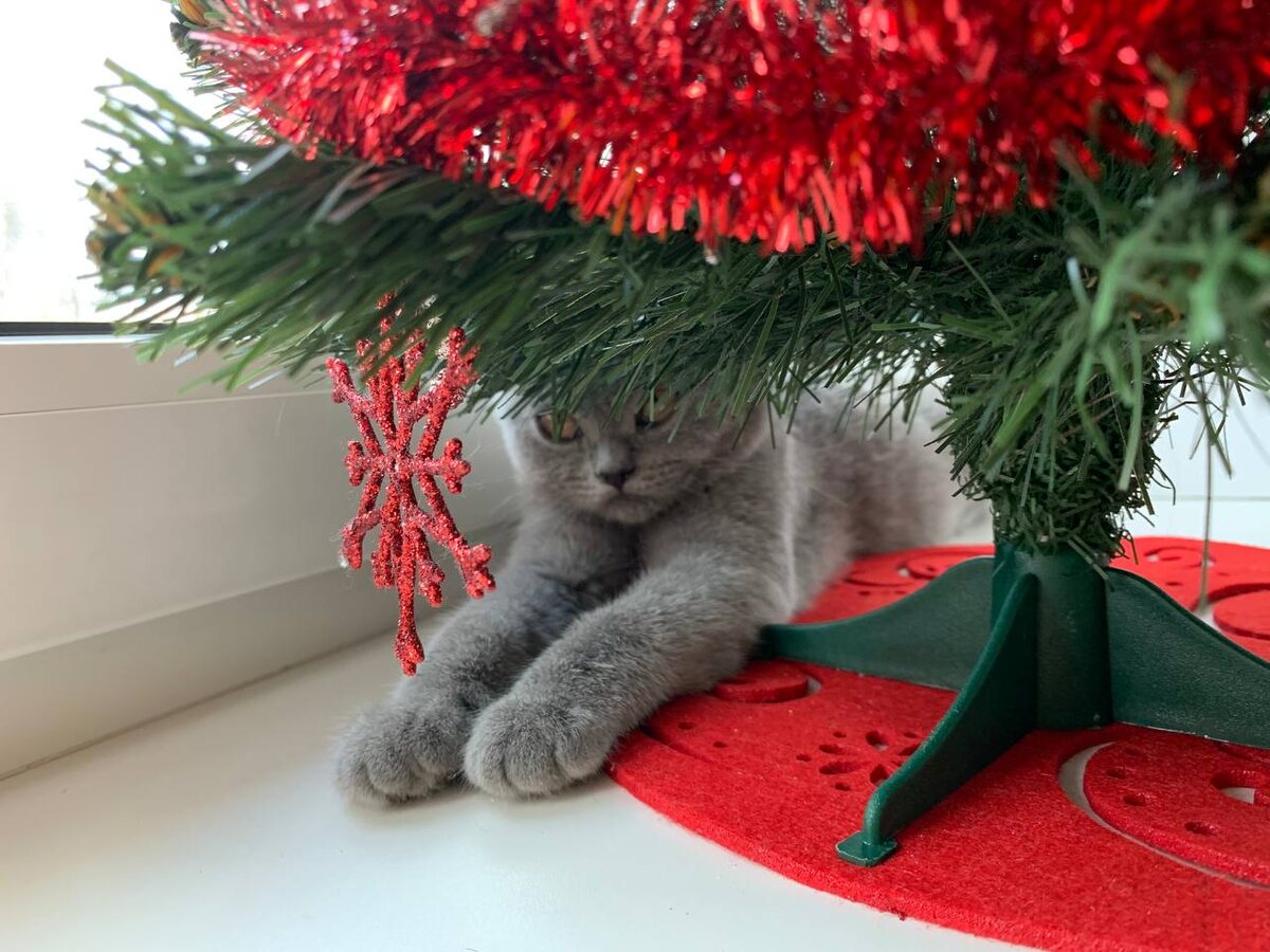 Голубой британский котёнок. Питомник британских кошек Silvery Snow Москва