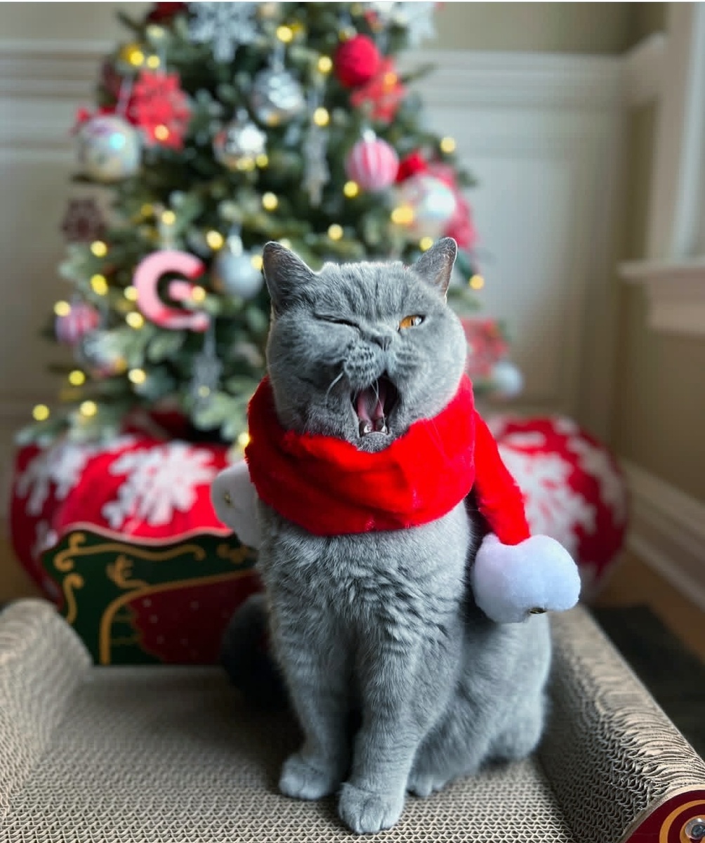 Новогодние котики