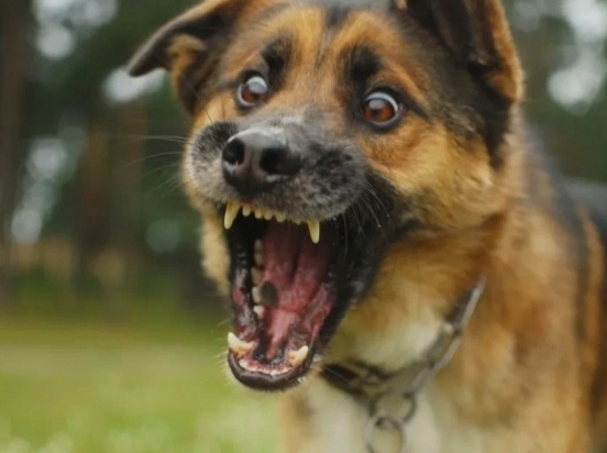 Как защититься, если на вас напала собака. Простые приемы, которые могут пригодиться