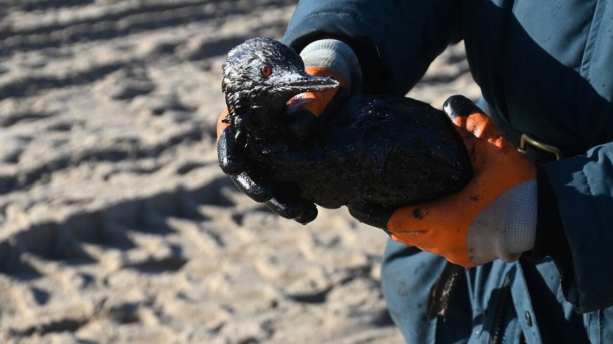    Фото: t.me/opershtab23