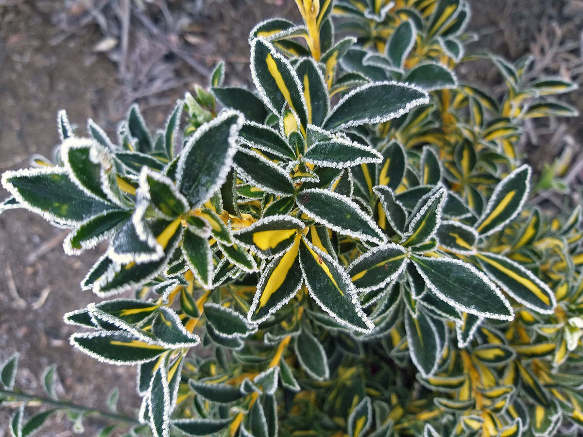 Бересклет Эльдорадо.