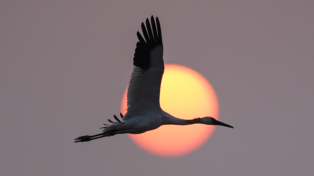    © Zhou Mi/Globallookpress