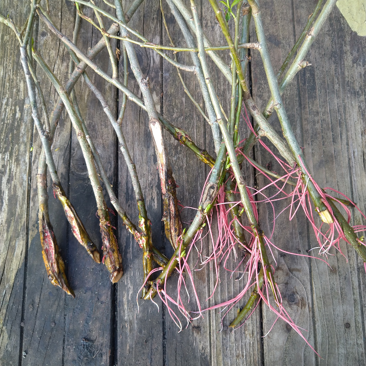 Корни ивы шаровидной. Слева - обработаны гетероауксином, справа-дали корни в простой воде