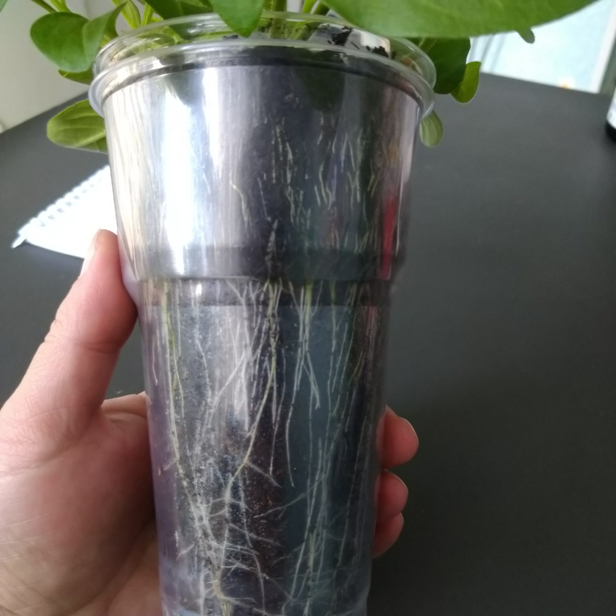 Мощные корни петунии