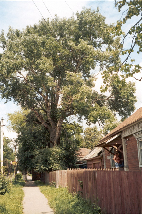 Серебристый тополь на ул. Коммунистической (Богоявленской) у дома Кругловых