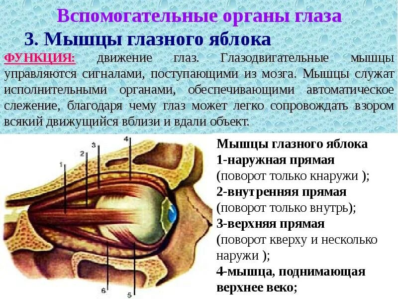 Схема глазодвигательных мышц. Основания задача - ротация зрительного анализатора. Поэтому глазодвигательные мышцы никак не могут изменить форму глазного яблока в силу физиологии и анатомического строения. 