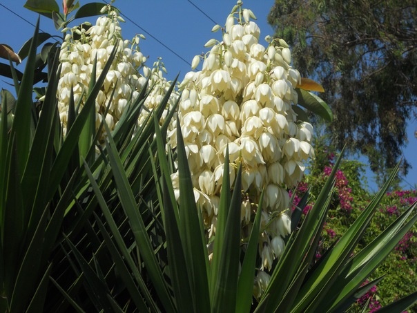 Юкка цветет.