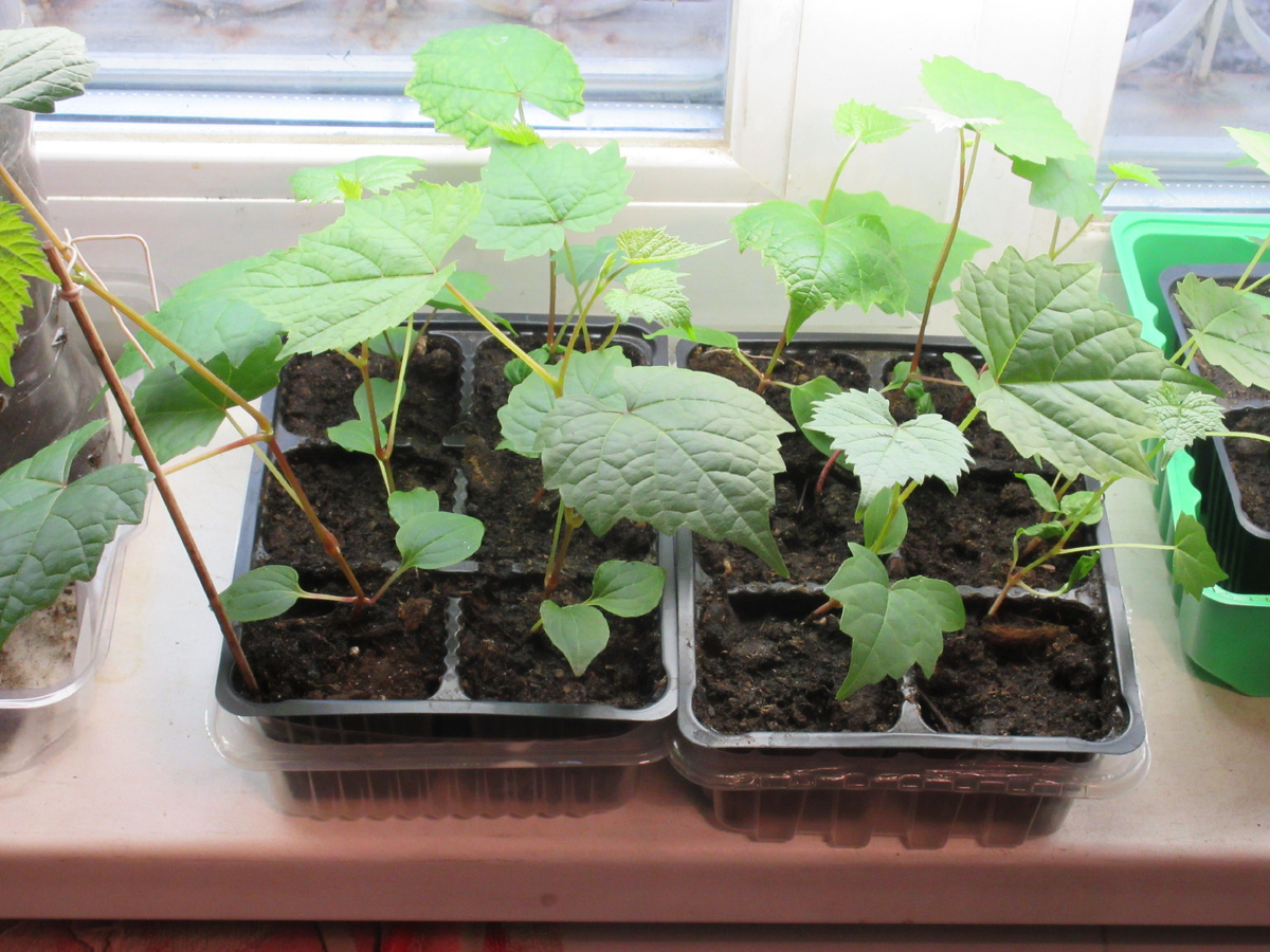 Пора пересаживать в большую емкость