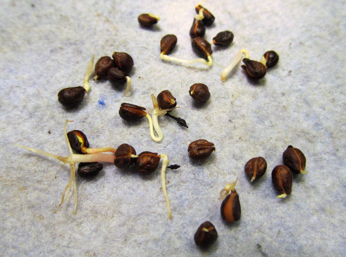 Семена проросли