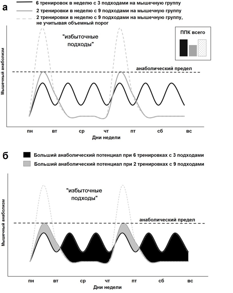  Рис. 1 (a) Гипотетическая реакция синтеза белка в ответ на два различных протокола тренировок с одинаковым количеством подходов в неделю.